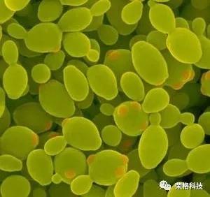 荣格化妆品.jpg